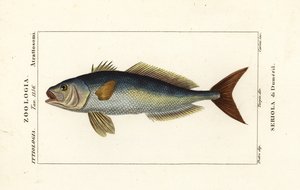 Amberjack większy, Seriola dumerili, Seriola di Dumeril