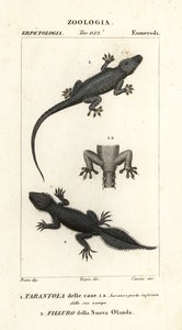 Gekon domowy, Hemidactylus frenatus 1 i gekon szerokoogonowy, Phyllurus platurus 2
