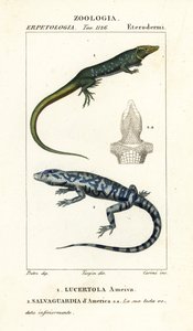 Junglerunner, Ameiva ameiva, Lucertola ameiva 1 i golden tegu, Tupinambis teguixin, Safeguard of America