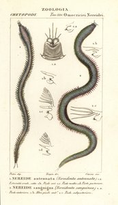 Leodice antennata, Nereidonta antennata 1 i Eunice sanguinea, Nereidonta sanguinea 2