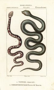 Kobra plująca, Hemachatus haemachatus 1 i Martynika lancetowata, Bothrops lanceolatus 2