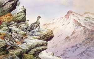 Ptarmigan na wysokich szczytach autorstwa Carl Donner