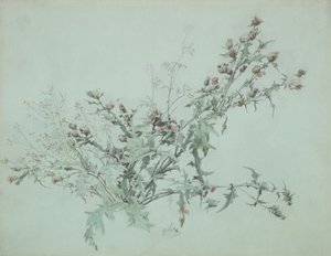 Studium kwitnącego ostu, 1846. autorstwa Carl Georg Anton Graeb
