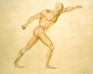 Mięśnie anatomiczne mężczyzny w pełnym rozciągnięciu autorstwa Carl Haag