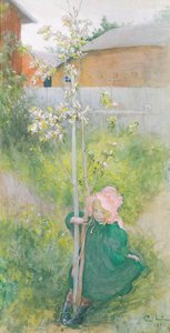 Kwiat jabłoni, 1894 autorstwa Carl Larsson