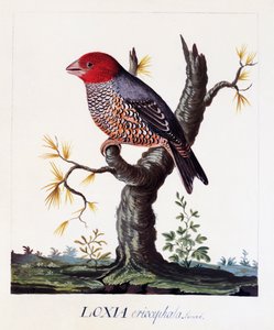 Loxia erythrocephala (Amadina erythrocephala), Zięba czerwonogłowa, akwarela autorstwa Carl Linnaeus