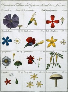 Druga tabela Linneuszowskiego systemu płci roślin autorstwa Carl Linnaeus