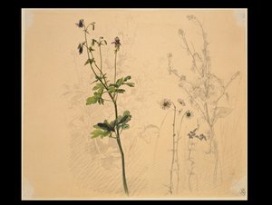akeleja, margaretka, czosnek niedźwiedzi i lobelia autorstwa Carl Philipp Fohr