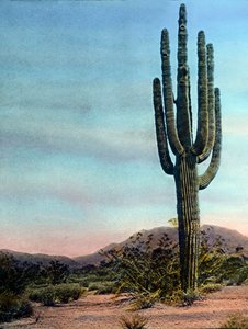 Stany Zjednoczone, Arizona, gigantyczny kaktus na pustyni Sonora, data zdjęcia: około 1920 r. Archiwum Carla Simona autorstwa Carl Simon