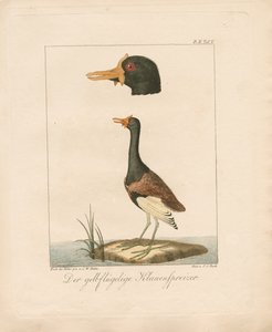 Jacana żółtoskrzydła (ręcznie kolorowana litografia) autorstwa Carl Wilhelm Hahn