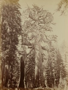 Grizzly Giant, Mariposa Grove autorstwa Carleton E. Watkins
