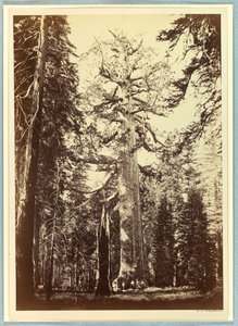 Grizzly Giant, Mariposa Grove, Yosemite autorstwa Carleton E. Watkins