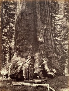 Podstawa Grizzly Giant, Giant Sequoia, Yosemite, Kalifornia, 1868