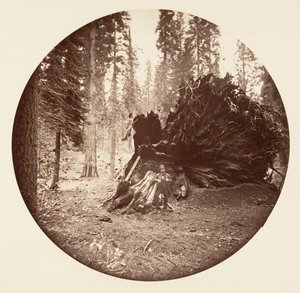 Skrzydło Orła - Gaj Calaveras, ca. 1878.