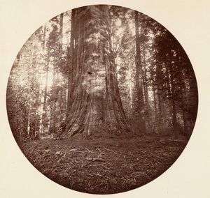 Empire State. C. Gaj, ca. 1878. autorstwa Carleton Emmons Watkins
