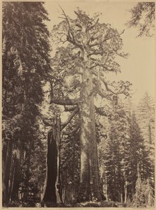 Grizzly Giant, Mariposa Grove, 1861 (zdjęcie)