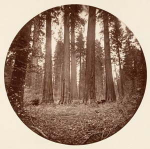Jakub Król Wilhelma. Stan Keyston itp. Calaveras Grove, ca. 1878. autorstwa Carleton Emmons Watkins