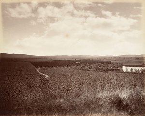 Lake Vineyard and Orange Grove, Los Angeles, 1876, wydrukowany ok. 1900. 1876. autorstwa Carleton Emmons Watkins