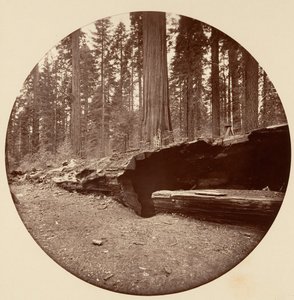 Mammoth Three Grove Hotel Calaveras Co Cal., ca. 1878. autorstwa Carleton Emmons Watkins