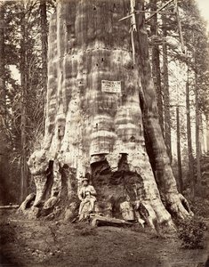 Matka Lasu, 1865-66, druk ok. 1876. autorstwa Carleton Emmons Watkins