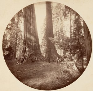 Stare Dominium i Tawerna Wuja Toma. Gaj Calaveras, ca. 1878.