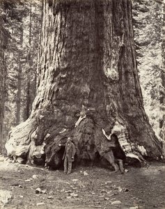 Sekcja Grizzly Giant, obwód 101 stóp, 1865-66, wydrukowany ca. 1876. autorstwa Carleton Emmons Watkins