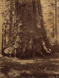 Sekcja Grizzly Giant z Galenem Clarkiem, Mariposa Grove, Yosemite, 1865-66.