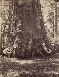 Sekcja olbrzyma Grizzly z Galenem Clarkiem, Mariposa Grove, Yosemite, 1865-66, wydrukowany ca. 1876.