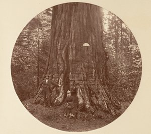 Empire State - C. Grove, ca. 1878. autorstwa Carleton Emmons Watkins