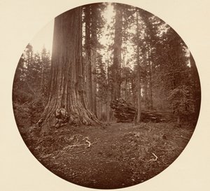 Ojciec Lasu - C. Grove, ca. 1878. autorstwa Carleton Emmons Watkins