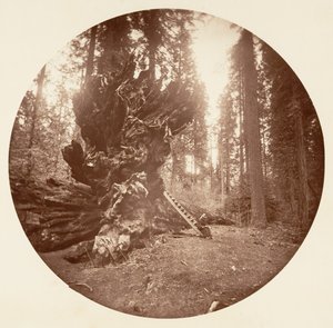 Ojciec Lasu - Koński Grzbiet. Gaj Calaveras, ca. 1878.