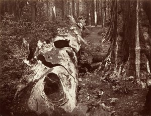 Ojciec Lasu, obwód 112 stóp, Calaveras Grove, 1865-66, druk ok. 1876. autorstwa Carleton Emmons Watkins