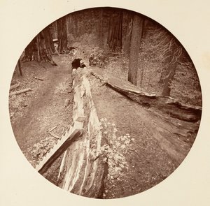 Ojciec Lasu 450 Ft Long, C. Grove, ca. 1878. autorstwa Carleton Emmons Watkins