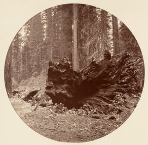 Ojciec Lasu 450 ft C. Grove, ca. 1878. autorstwa Carleton Emmons Watkins