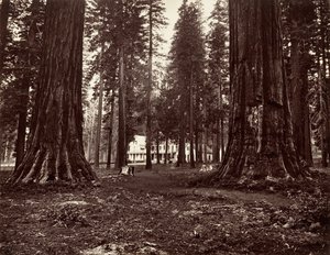 Hotel z Mammoth Grove, ca. 1872, wydrukowany ca. 1876. autorstwa Carleton Emmons Watkins
