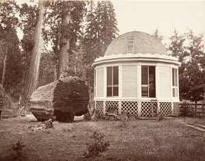 Dom zbudowany na pieńku wielkiego drzewa, 1865-66, wydrukowany ca. 1876. autorstwa Carleton Emmons Watkins
