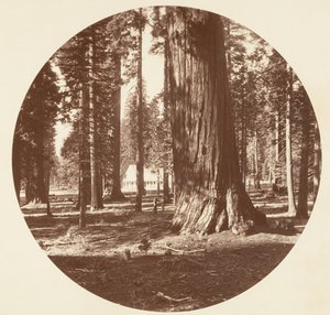 Hotel Mammoth Grove z Grove - Calaveras, ca. 1878. autorstwa Carleton Emmons Watkins