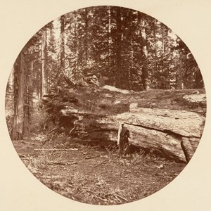 Kabina Górnicza - Calaveras Grove, ca. 1878. autorstwa Carleton Emmons Watkins