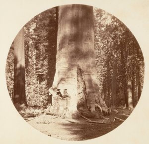 Matka Lasu - Gaj Calaveras, ca. 1878. autorstwa Carleton Emmons Watkins