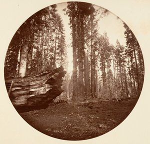 Matka Lasu Od Ojca Lasu - Gaj Calavaras, ca. 1878. autorstwa Carleton Emmons Watkins