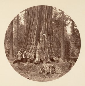 Duma Lasu - Gaj Calaveras, ca. 1878. autorstwa Carleton Emmons Watkins