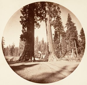 Strażnicy - Calaveras Grove, ca. 1878. autorstwa Carleton Emmons Watkins