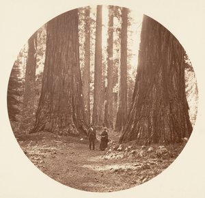 Trzy Gracje widziane przez gaj Bryant i Seward Calaveras, ca. 1878. autorstwa Carleton Emmons Watkins