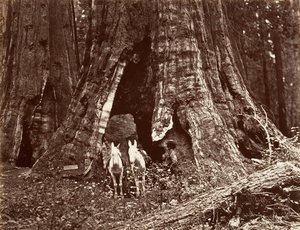 Statyw, obwód 94 stóp, 1865-66, wydrukowany ca. 1876. autorstwa Carleton Emmons Watkins