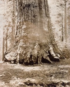 Pień „Grizzly Giant”, Mariposa Grove, 33 stopy średnicy, 1861