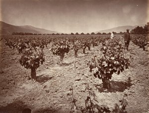Vineyard of Camulos Ranch, 1876, wydrukowany ca. 1876. autorstwa Carleton Emmons Watkins