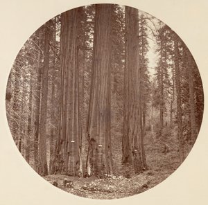[Park Narodowy Yosemite, Kalifornia], ca. 1878. autorstwa Carleton Emmons Watkins