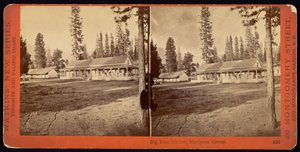 Stacja Big Tree, Mariposa Grove autorstwa Carleton Watkins