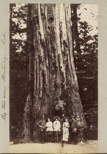 Big Trees w pobliżu Monteray [sic] - Cal.