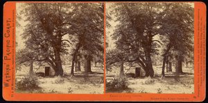 Domek w Camp Grove, Yosemite Valley, Mariposa County, Ca autorstwa Carleton Watkins